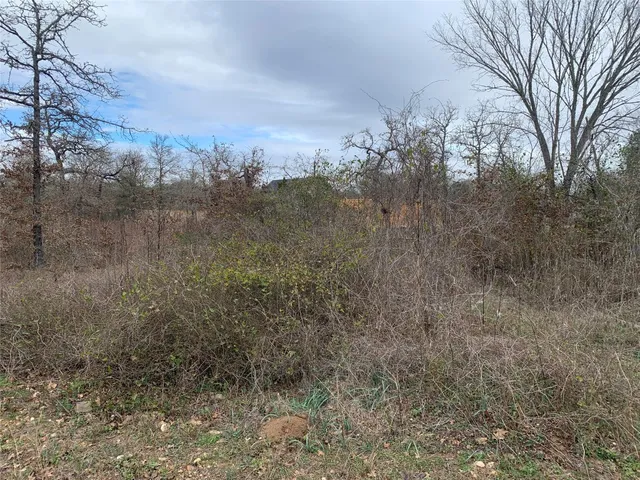 a view of a forest with trees in the background