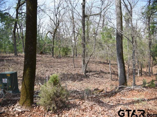 a view of a forest filled with trees