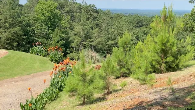 a view of a yard with plants and large trees