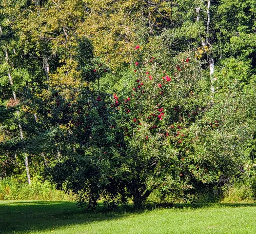 $235,000 | 11775 Highway 71, Northome, MN 56661