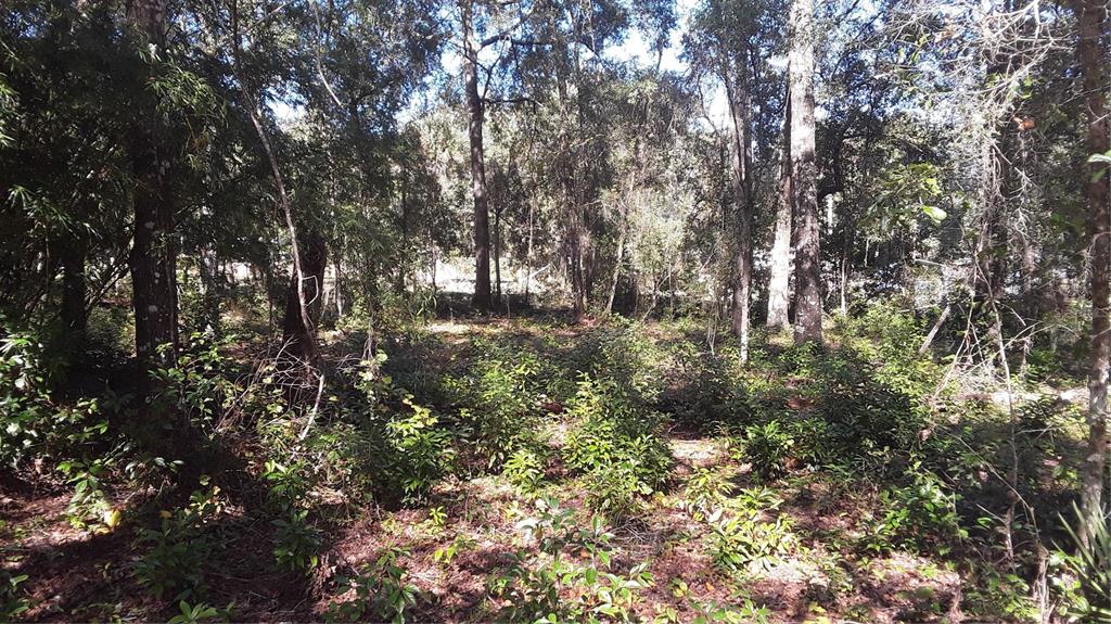 111 Southwest Sw Lane Dunnellon, FL 34431 - Photo 1 of 1 a view of a forest with lots of trees