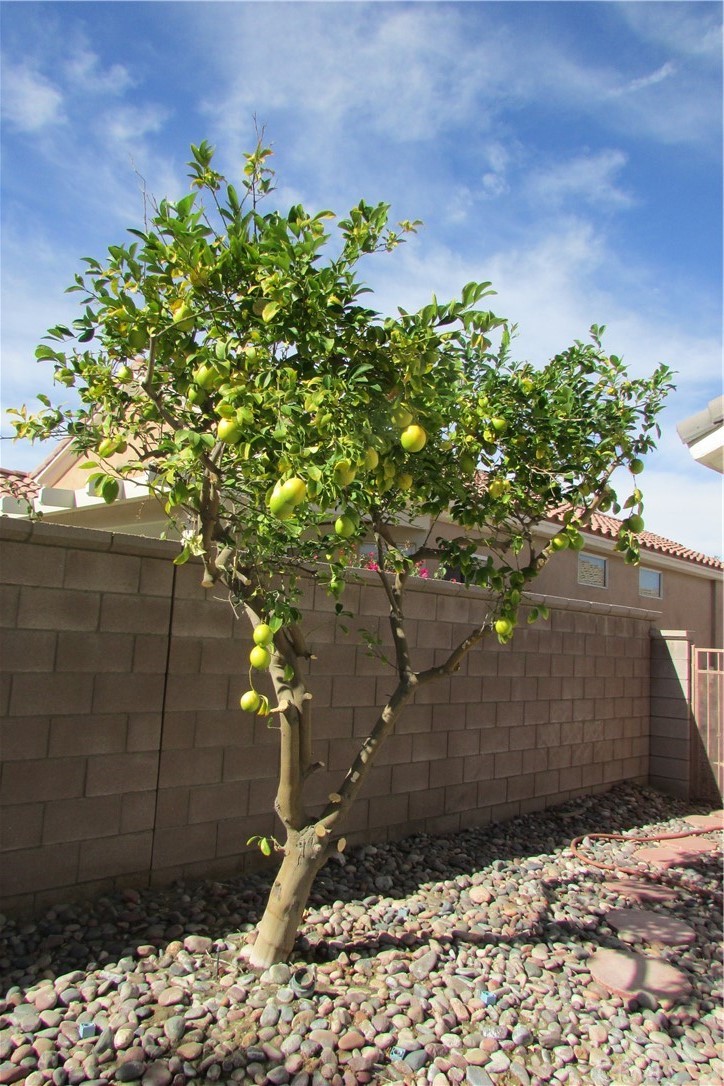 78281 Bovee Circle Palm Desert, CA 92211 - Photo 32 of 38 a backyard of a house