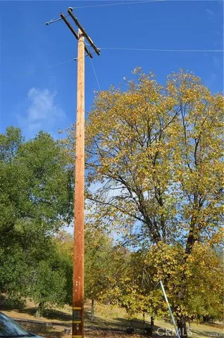 a view of large trees with a yard