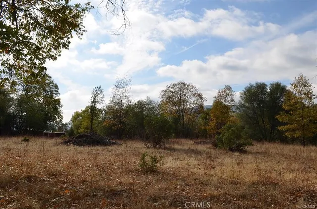 a view of a forest with trees in the background