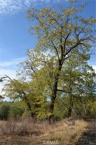 a view of a tree