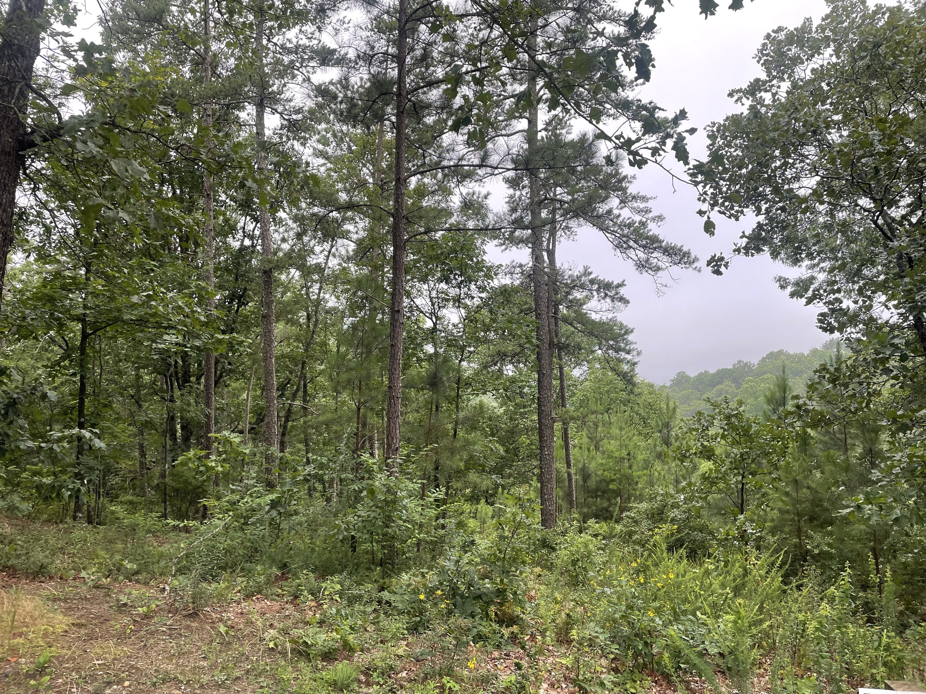 a view of a forest with a tree