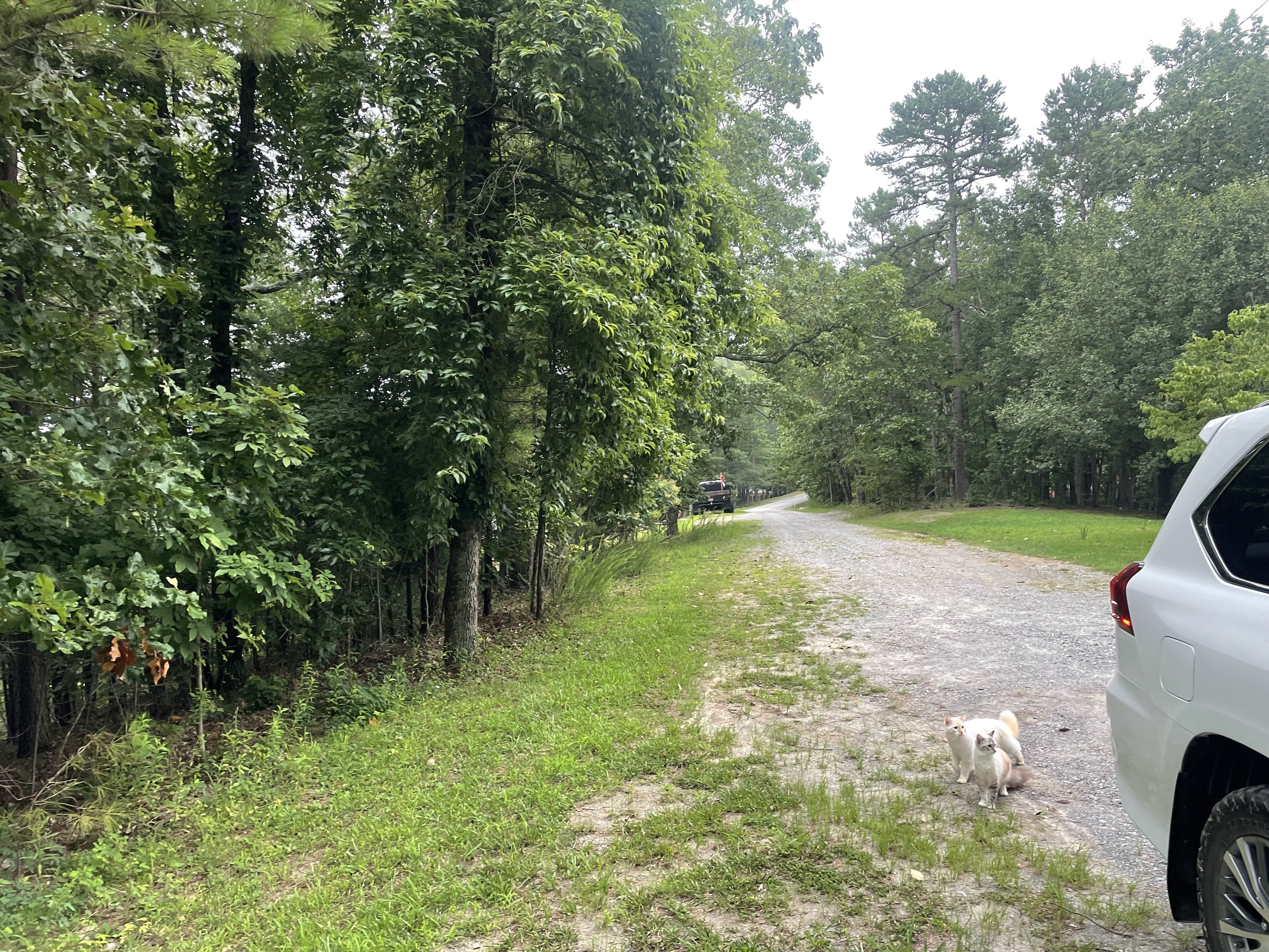 425 Marble Court Ranger, GA 30734 - Photo 2 of 12 a view of backyard with swimming pool