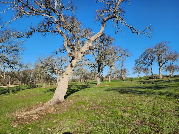 a view of a field with an trees