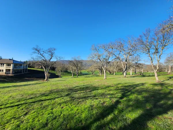 a view of a park with large trees