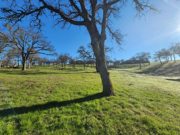 a view of a field with a tree in the background