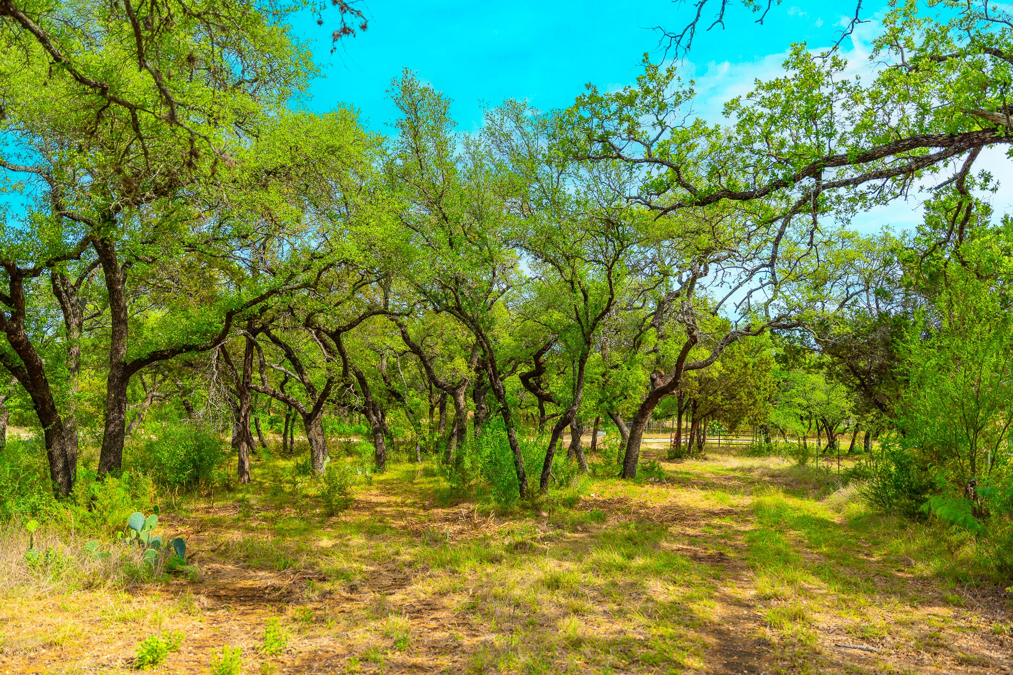 28205 Turner Ranch Road Marble Falls, TX 78654 - Photo 16 of 39 a view of yard with green space