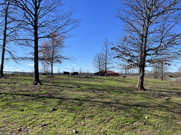 a view of a field with large trees