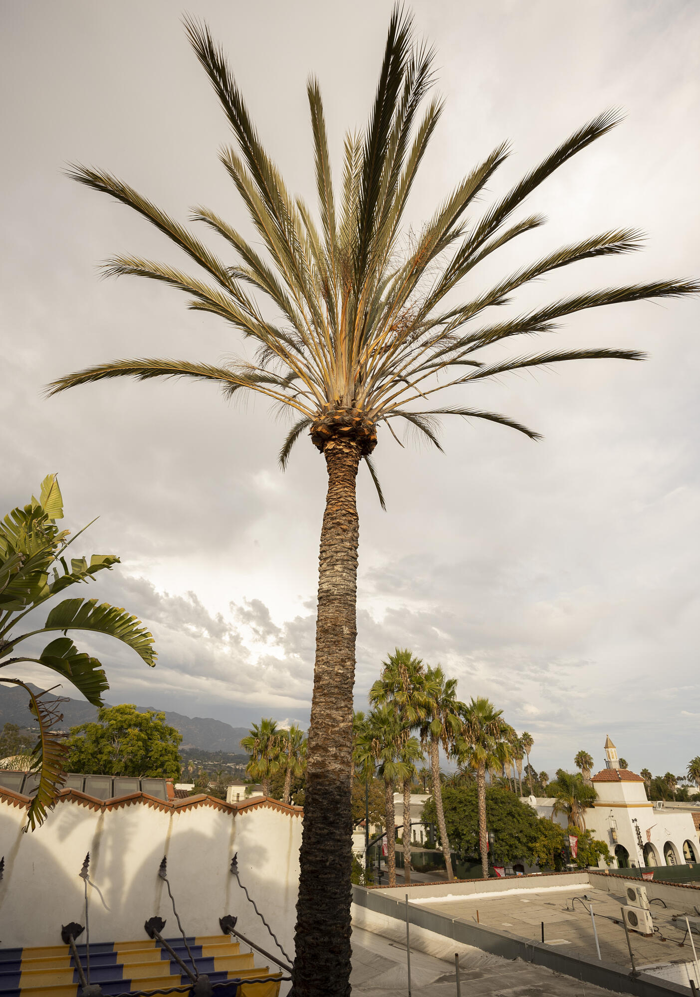 407 State Street Santa Barbara, CA 93101 - Photo 24 of 32 Palm tree in center of courtyard