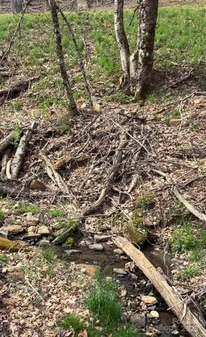 a view of a yard with plants and large trees