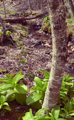 a picture of flowers