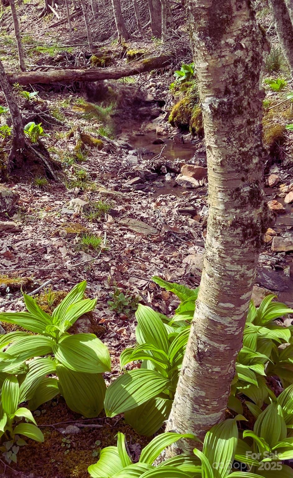 Lot 38 Poplar Forest Drive Boone, NC 28607 - Photo 9 of 11 a picture of flowers