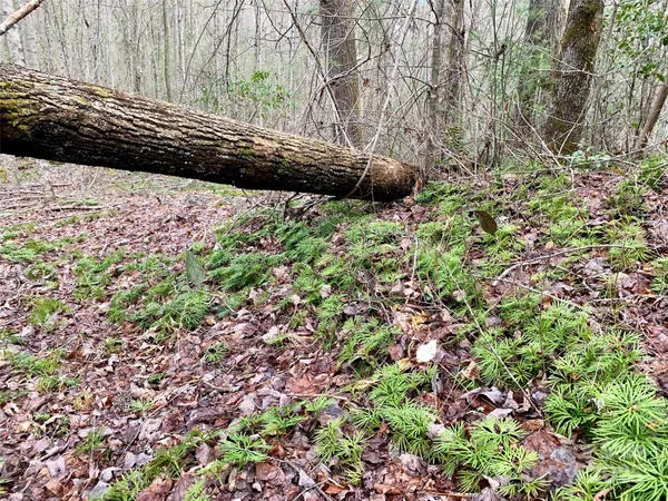 $60,000 | Lot 64 Peppervine Circle, Rosman, NC 28772