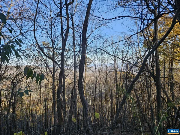 a view of backyard with large trees