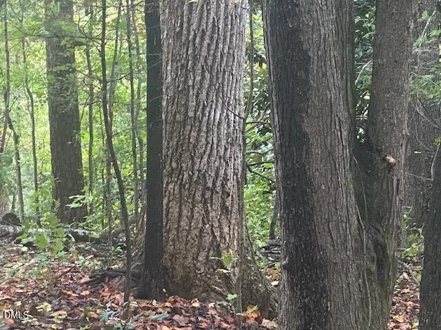 a view of a garden with plants