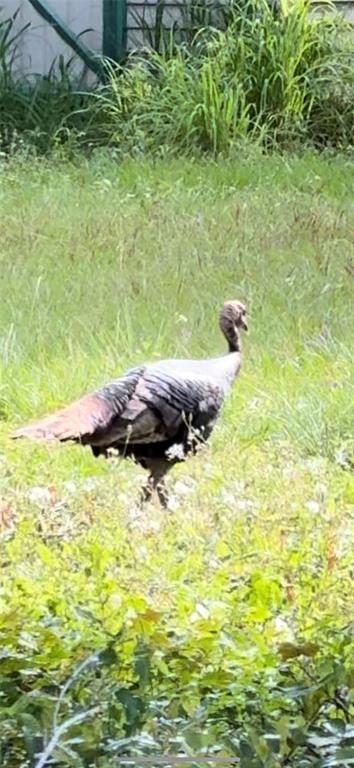 4790 Anderson Road Orlando, FL 32812 - Photo 51 of 53 Wild Turkey