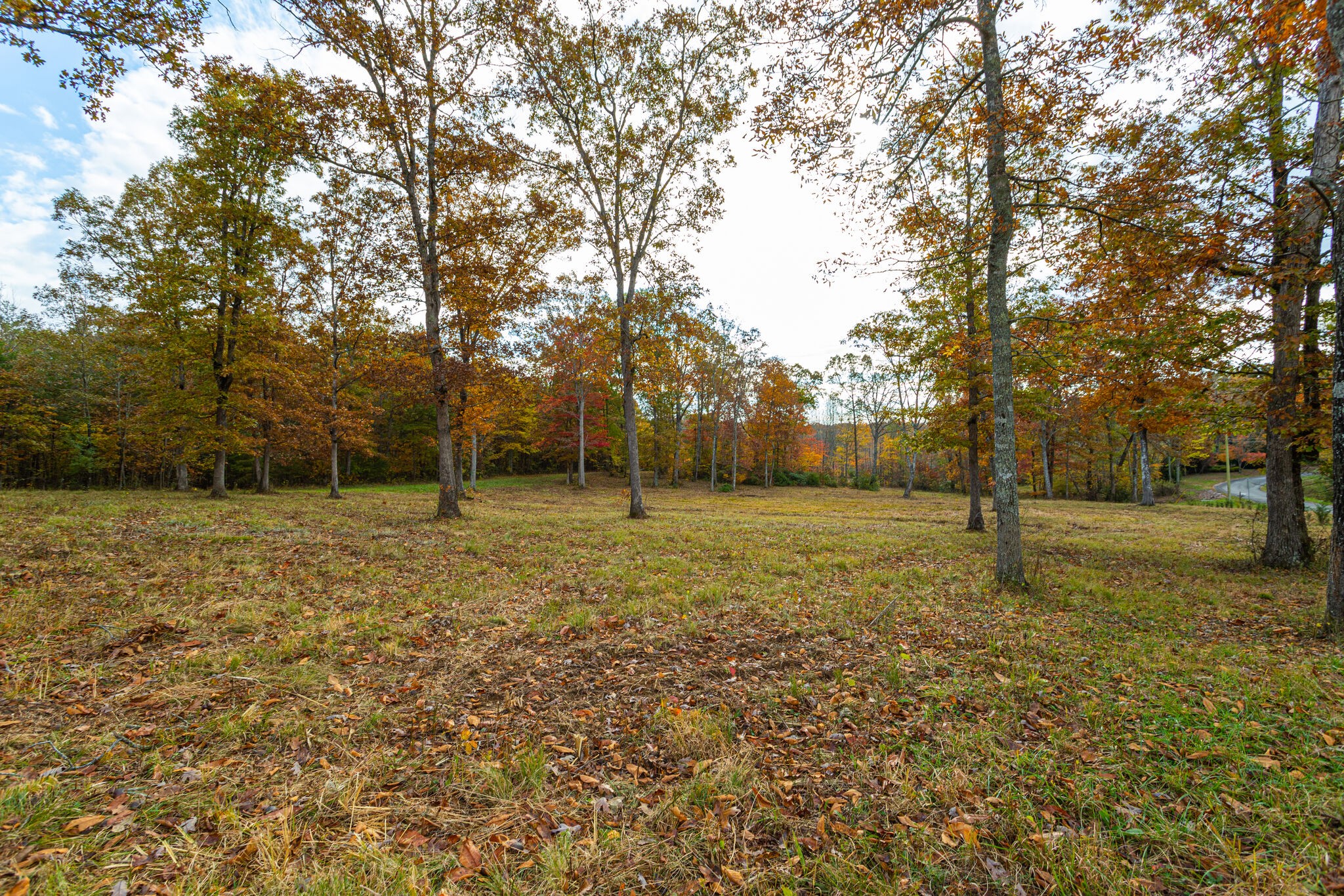 a view of a field with trees