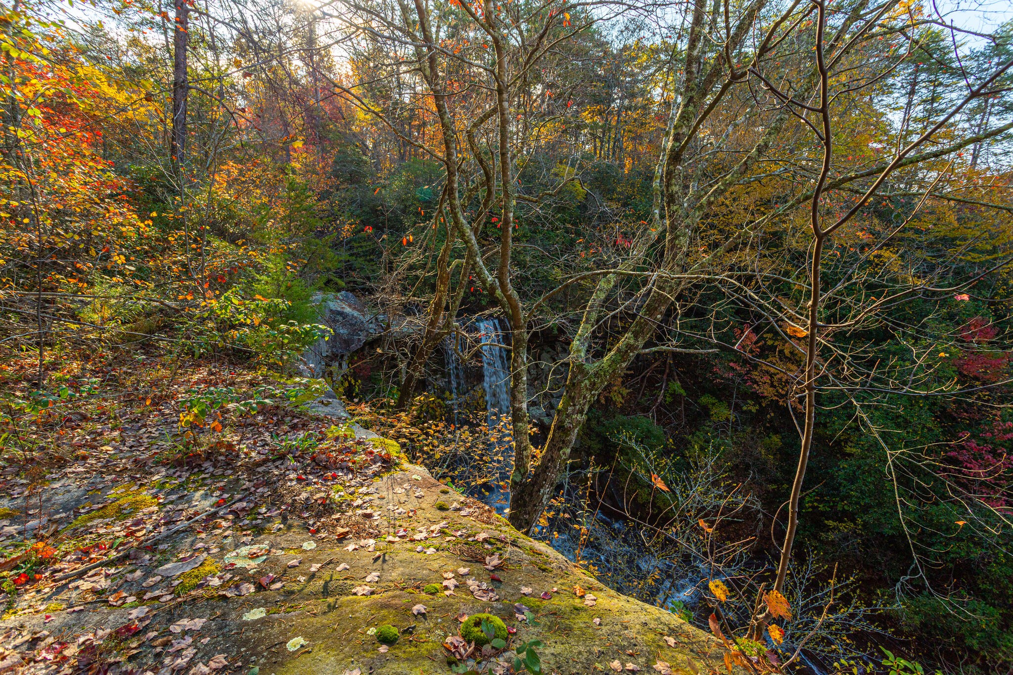 0 Monteagle Falls Road Monteagle, TN 37356 - Photo 6 of 21 a view of a yard with plants and trees