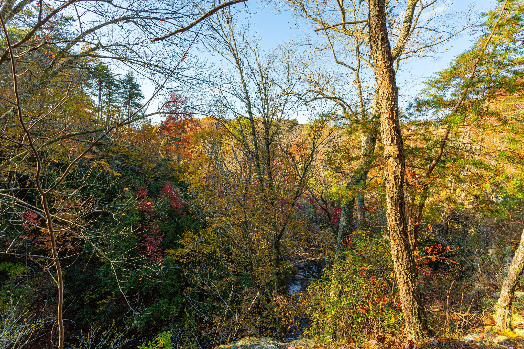 0 Monteagle Falls Road Monteagle, TN 37356 - Photo 9 of 21 a view of tree