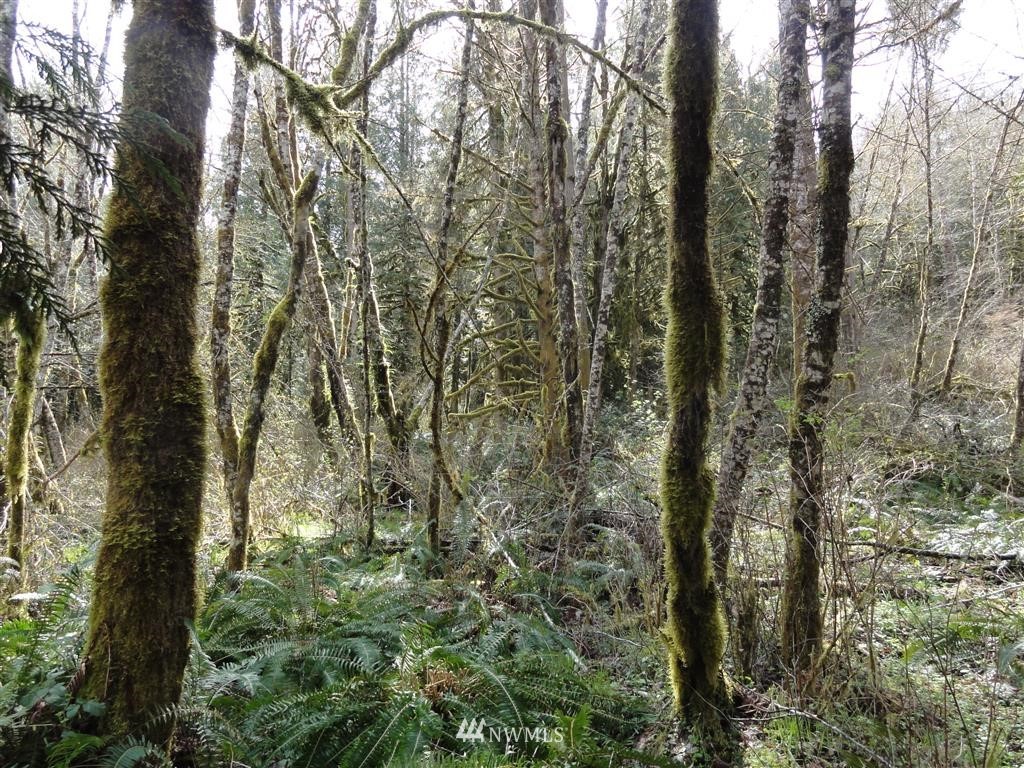 0 Byrd Road Toledo, WA 98591 - Photo 12 of 23 Gallery Image 12