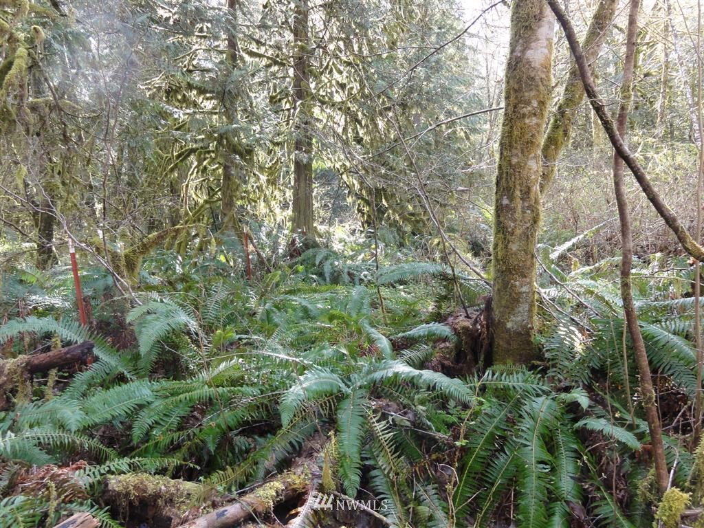 0 Byrd Road Toledo, WA 98591 - Photo 14 of 23 Gallery Image 14