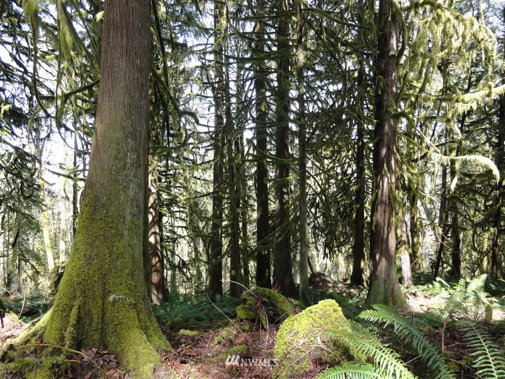 0 Byrd Road Toledo, WA 98591 - Photo 19 of 23 Gallery Image 19