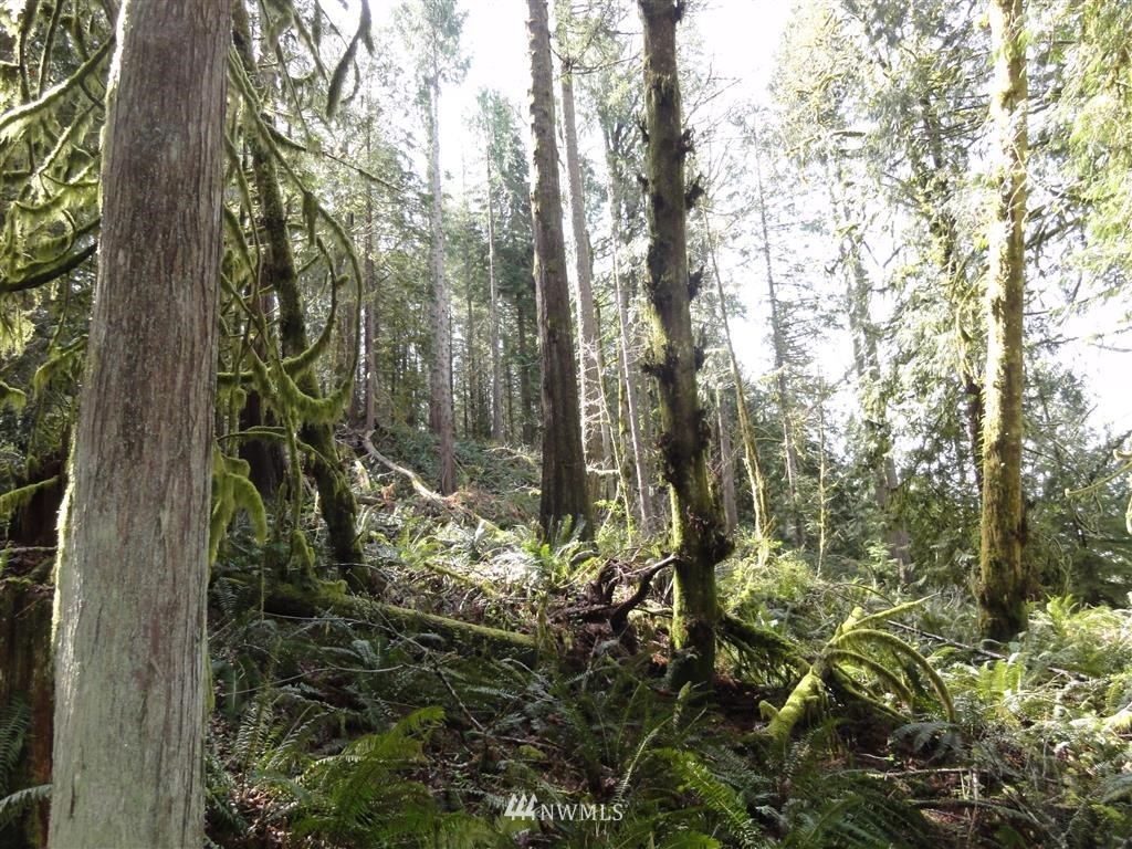 0 Byrd Road Toledo, WA 98591 - Photo 21 of 23 Gallery Image 21