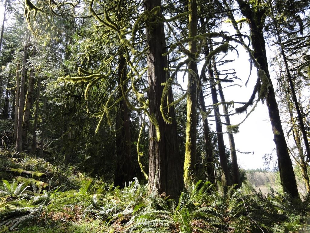 0 Byrd Road Toledo, WA 98591 - Photo 22 of 23 Gallery Image 22