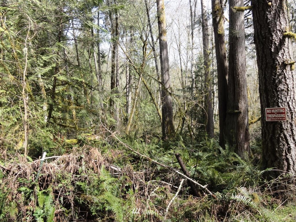 0 Byrd Road Toledo, WA 98591 - Photo 6 of 23 Gallery Image 6