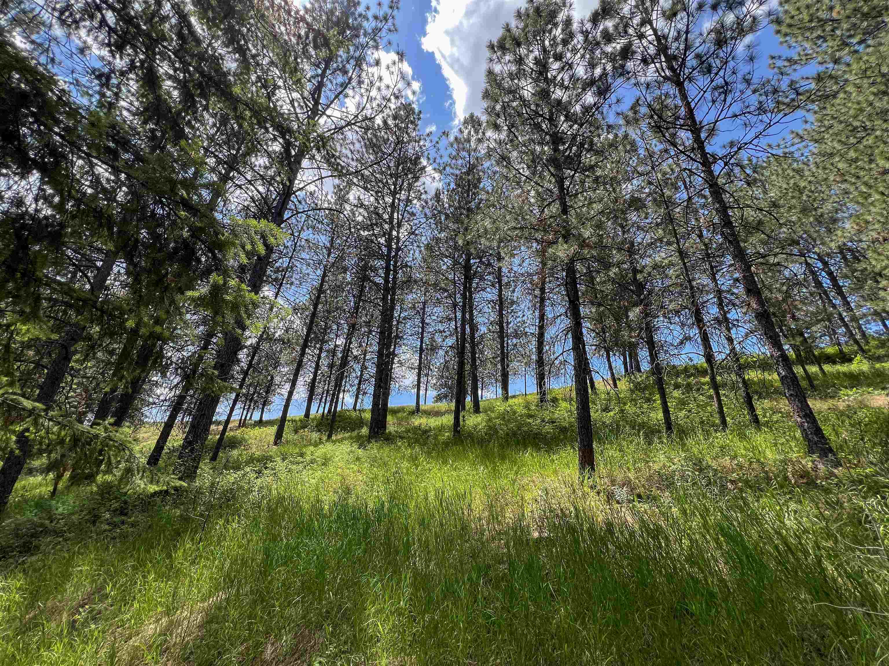 598 North 395th Highway Kettle Falls, WA 99141 - Photo 50 of 50