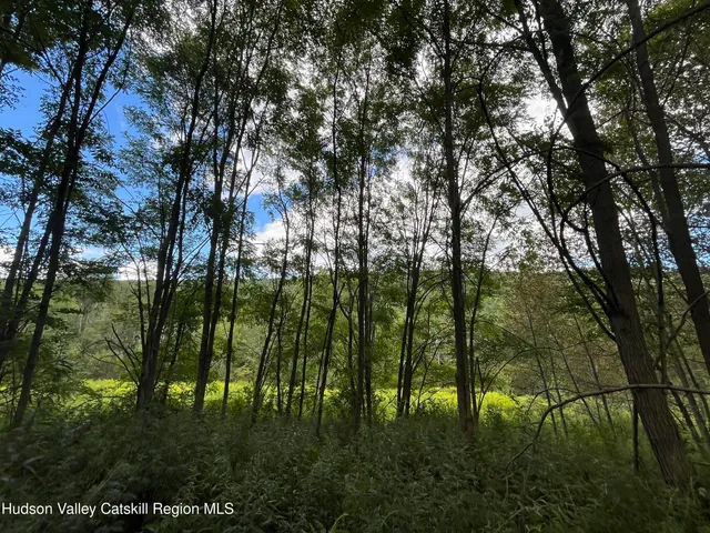 a view of a yard with potted plants and large trees