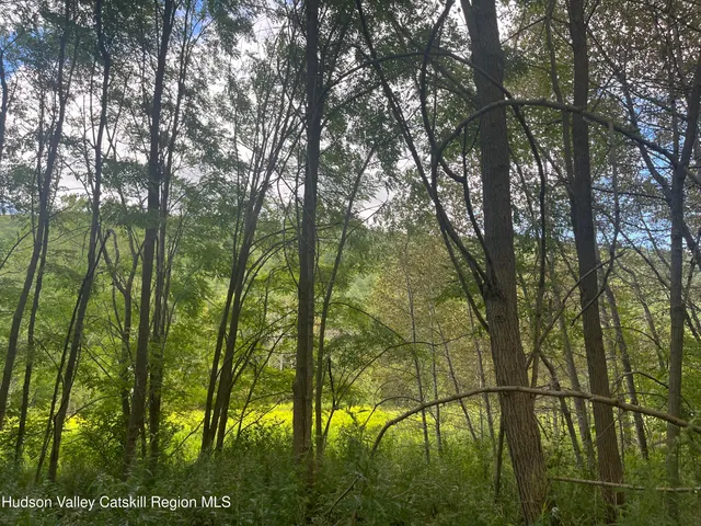 a view of a garden with plants