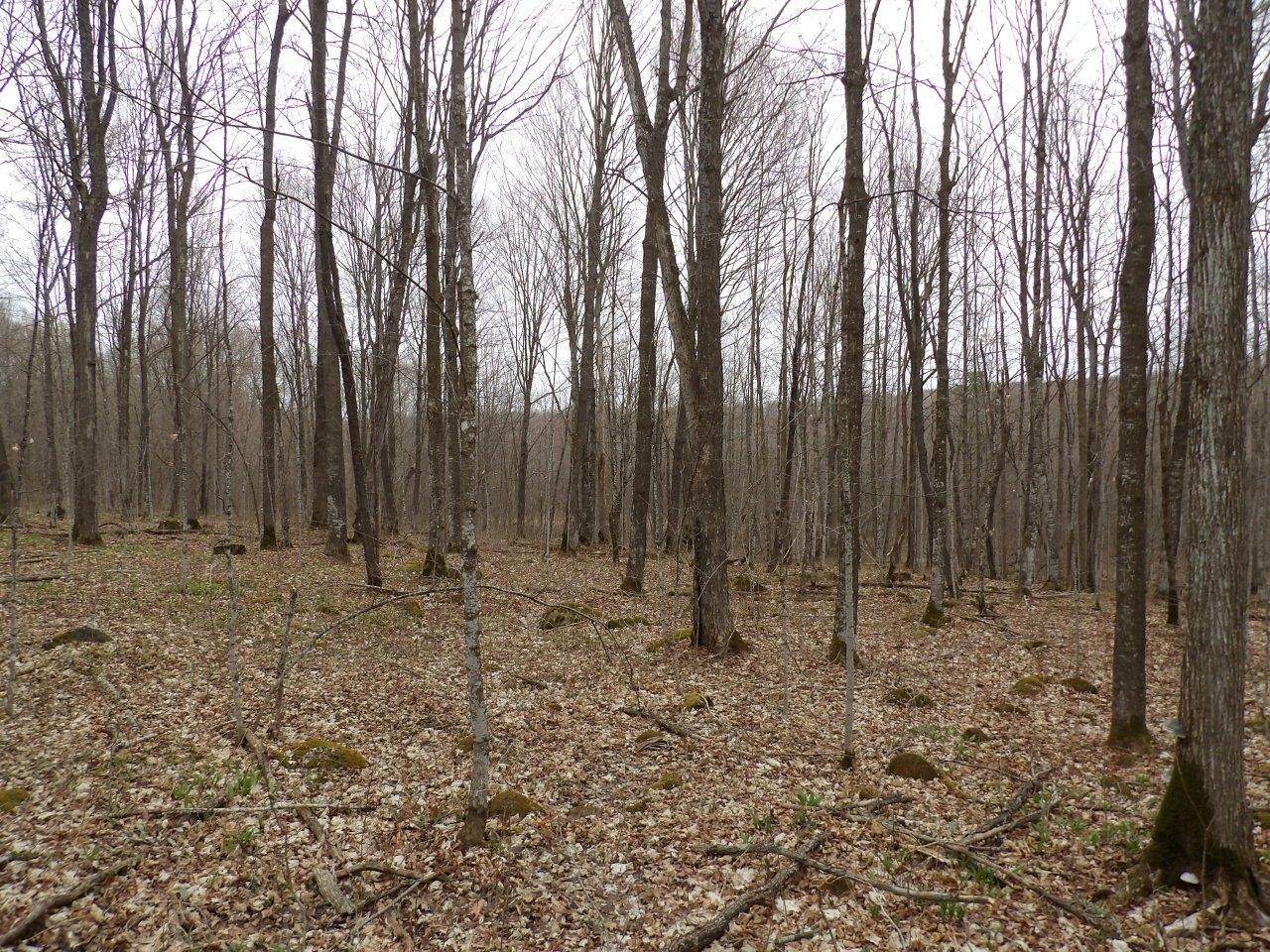 On Tower Road Winter, WI 54896 - Photo 12 of 21 Gallery Image 12