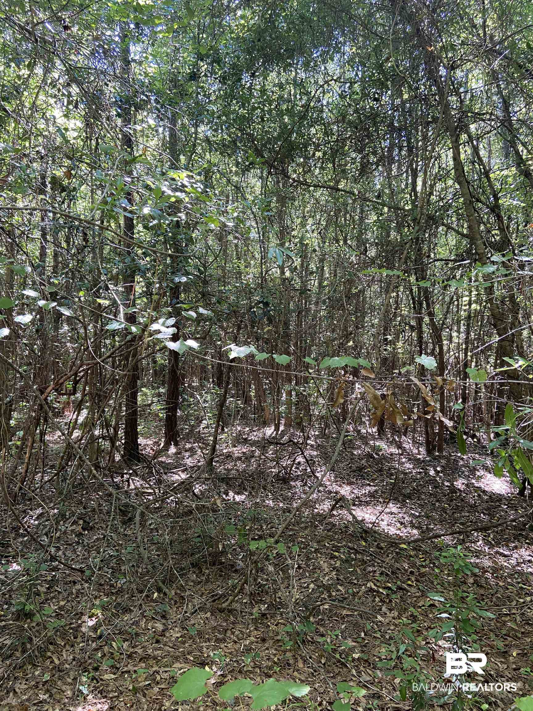0 Mail Road Castleberry, AL 36432 - Photo 4 of 6