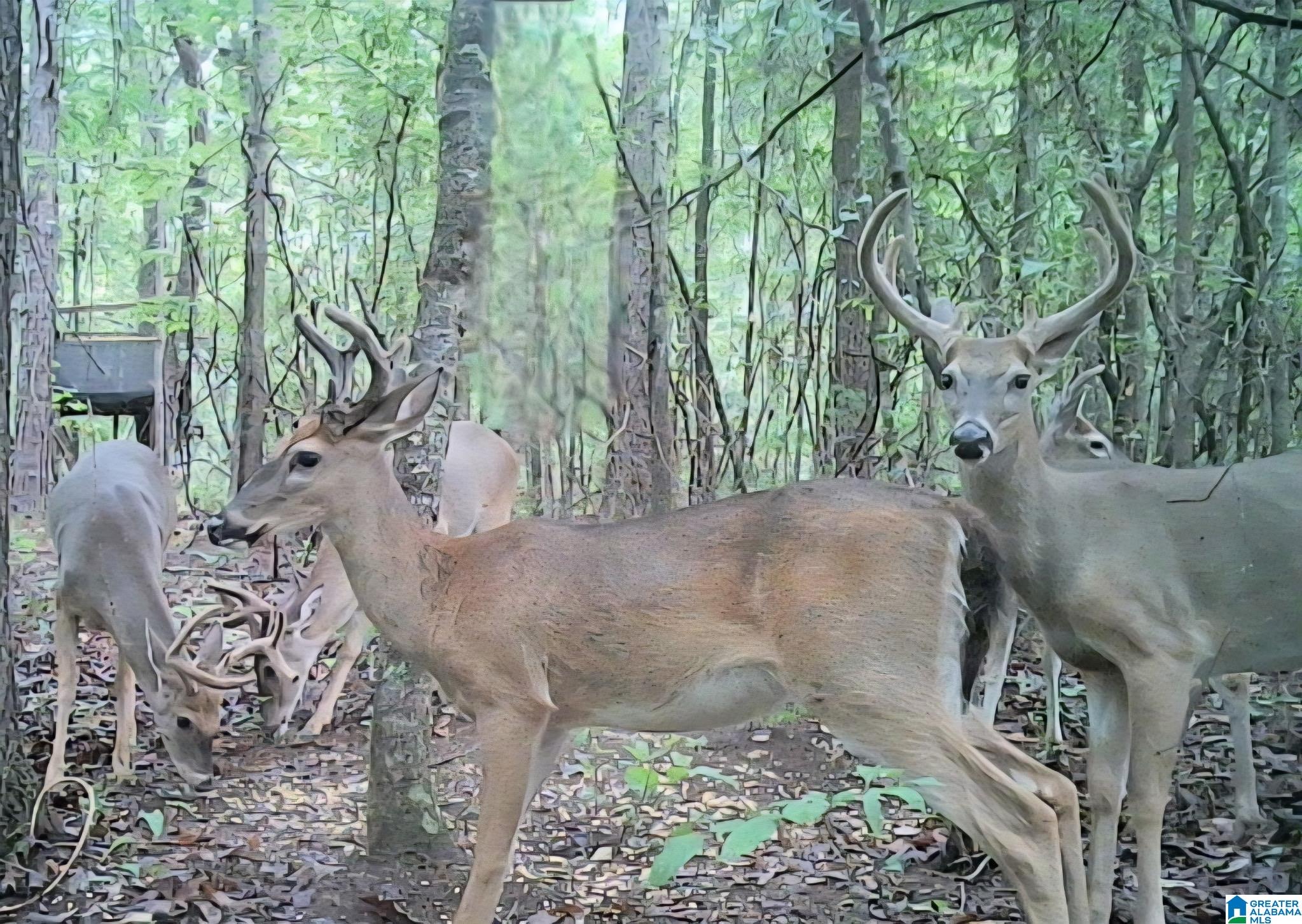1371 Post Oak Road Alexandria, AL 36250 - Photo 12 of 23