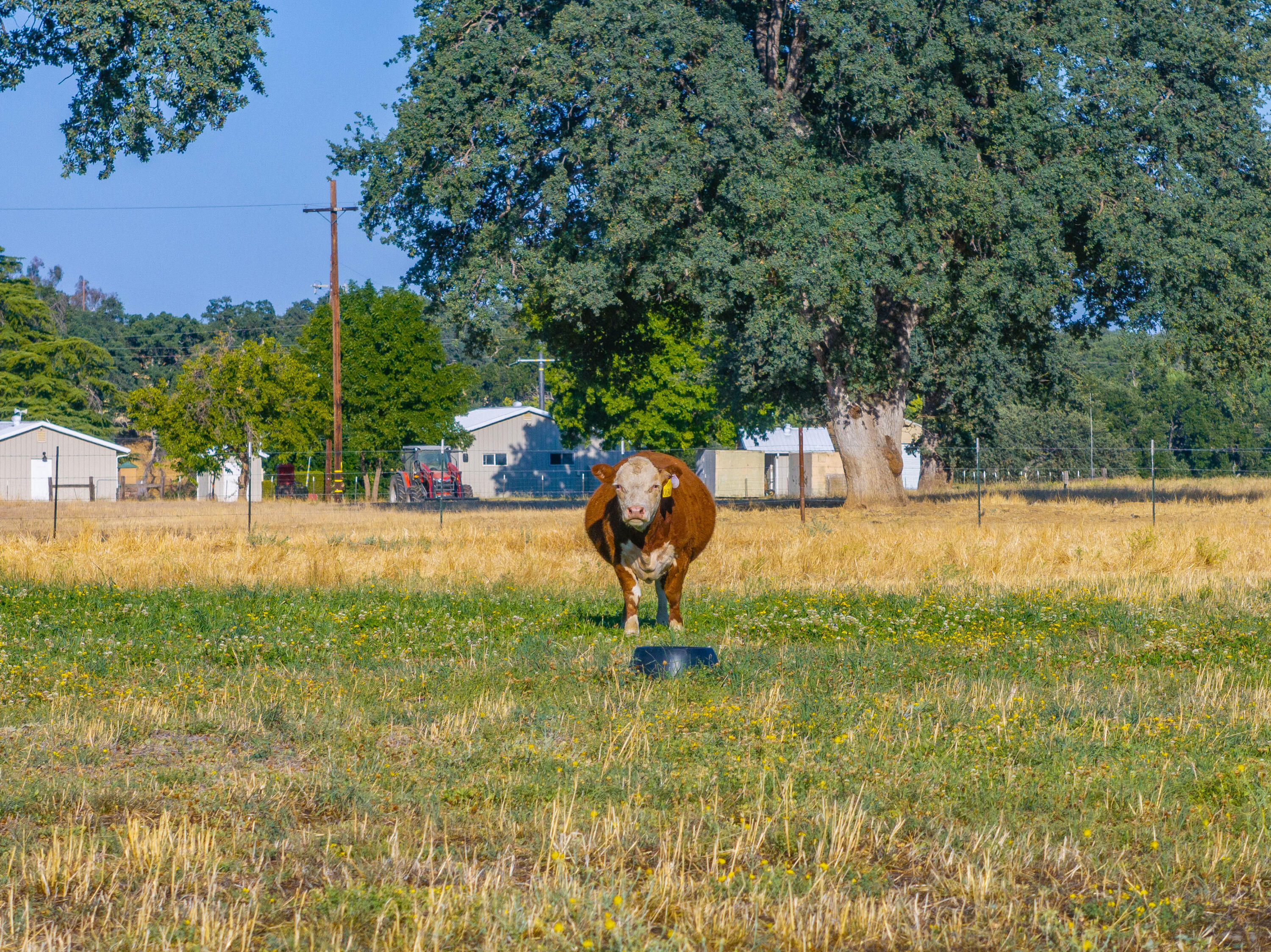 15775 Red Bank Road Red Bluff, CA 96080 - Photo 3 of 113 125-15775 Red Bank Rd - E-50