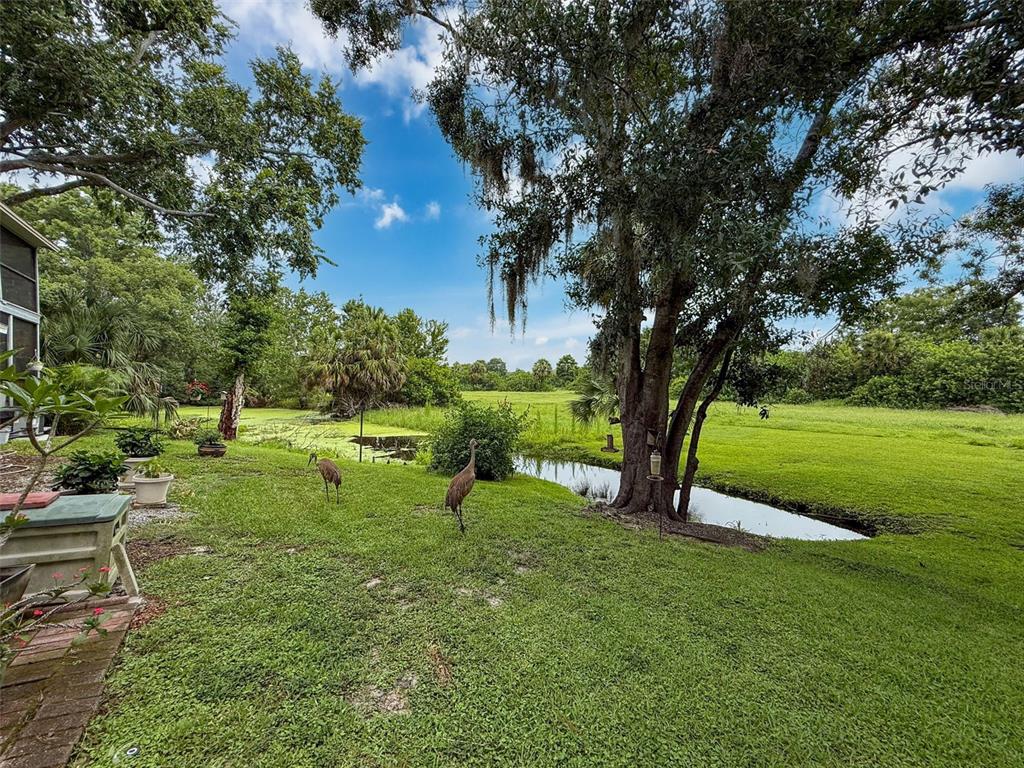 7135 Trenton Place New Port Richey, FL 34653 - Photo 43 of 50 a view of a park with large trees