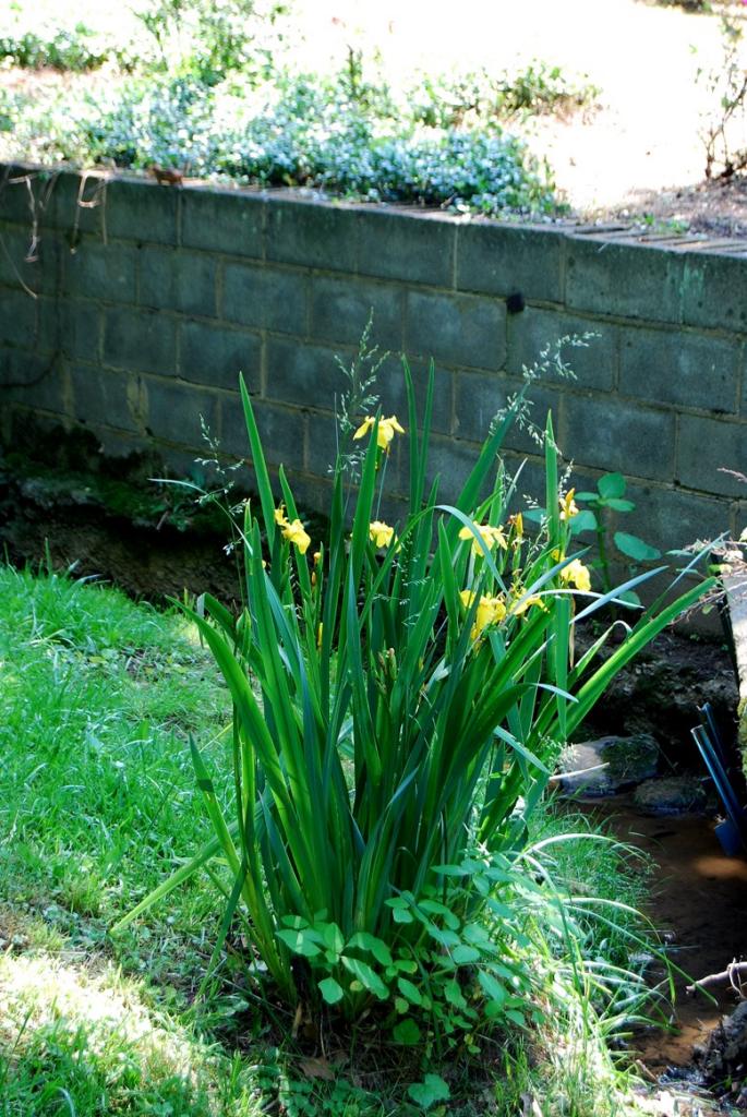Garden by Creek
