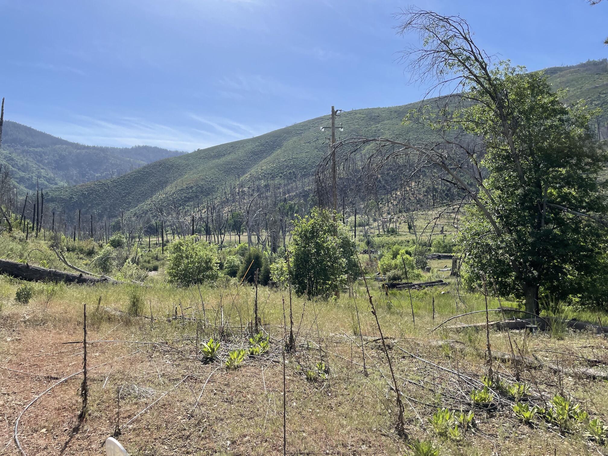 15917 Log Cabin Road French Gulch, CA 96033 - Photo 16 of 24 a view of a lake with a mountain in the background