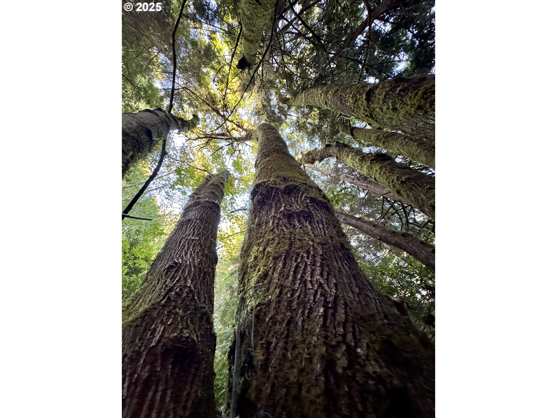 0 Old Wagon Road Coos Bay, OR 97420 - Photo 20 of 41 Gallery Image 20