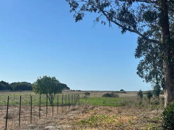 a view of a field with a tree in the background