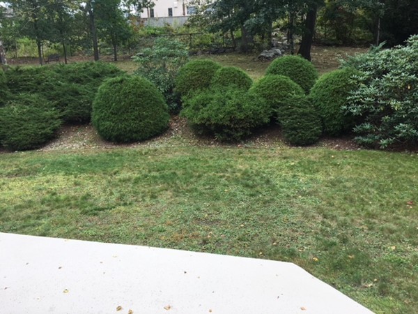 54 Drumlin Road Newton, MA 02459 - Photo 3 of 12 a view of a garden