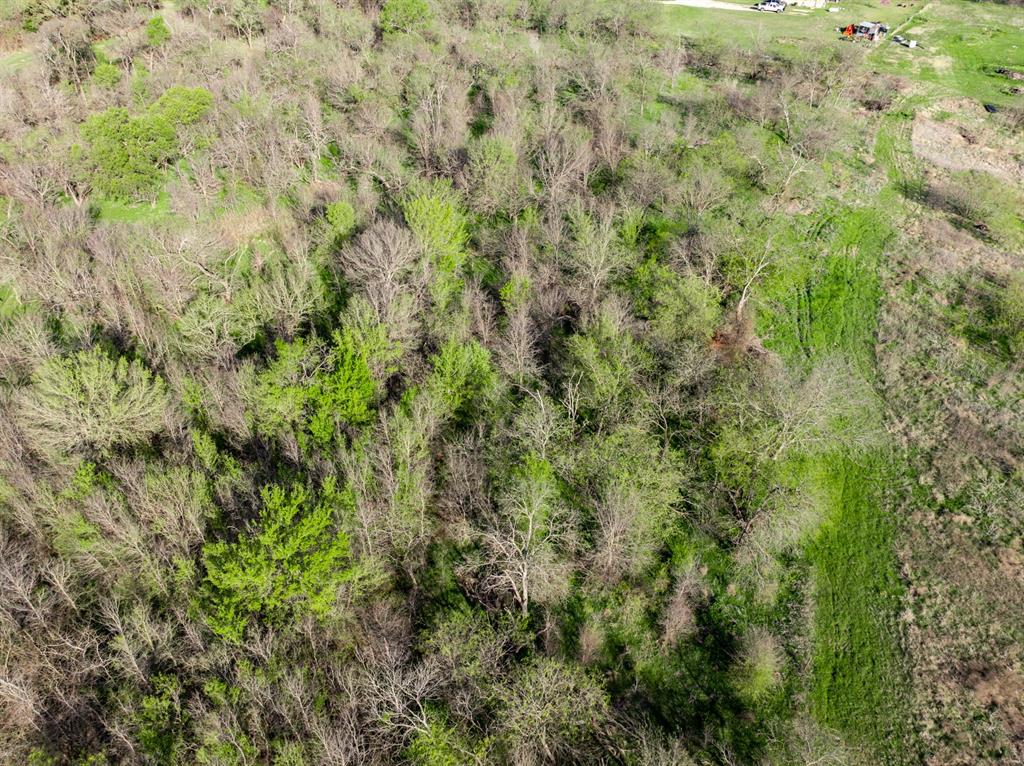 3692 Fm 66 Grandview, TX 76050 - Photo 33 of 39 a view of a lush green forest with a tree