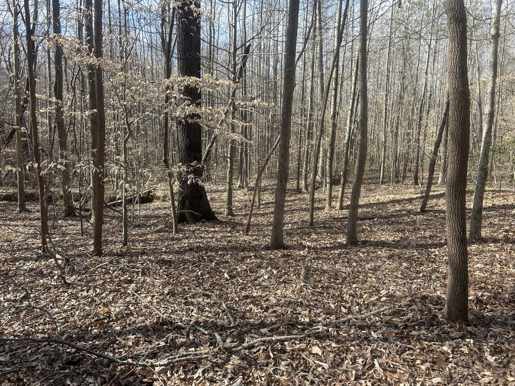 0 Mt Carmel Road Camden, TN 38320 - Photo 2 of 6