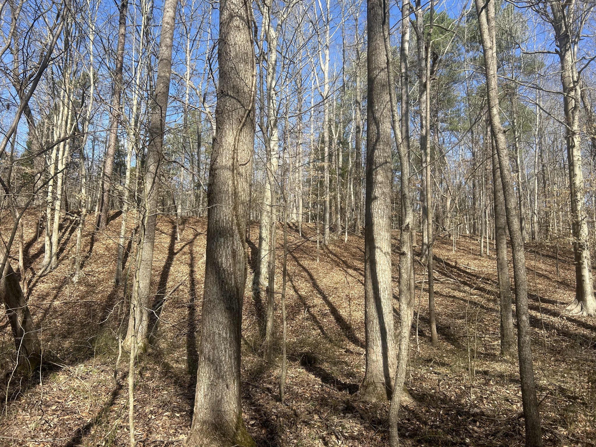 0 Mt Carmel Road Camden, TN 38320 - Photo 3 of 6