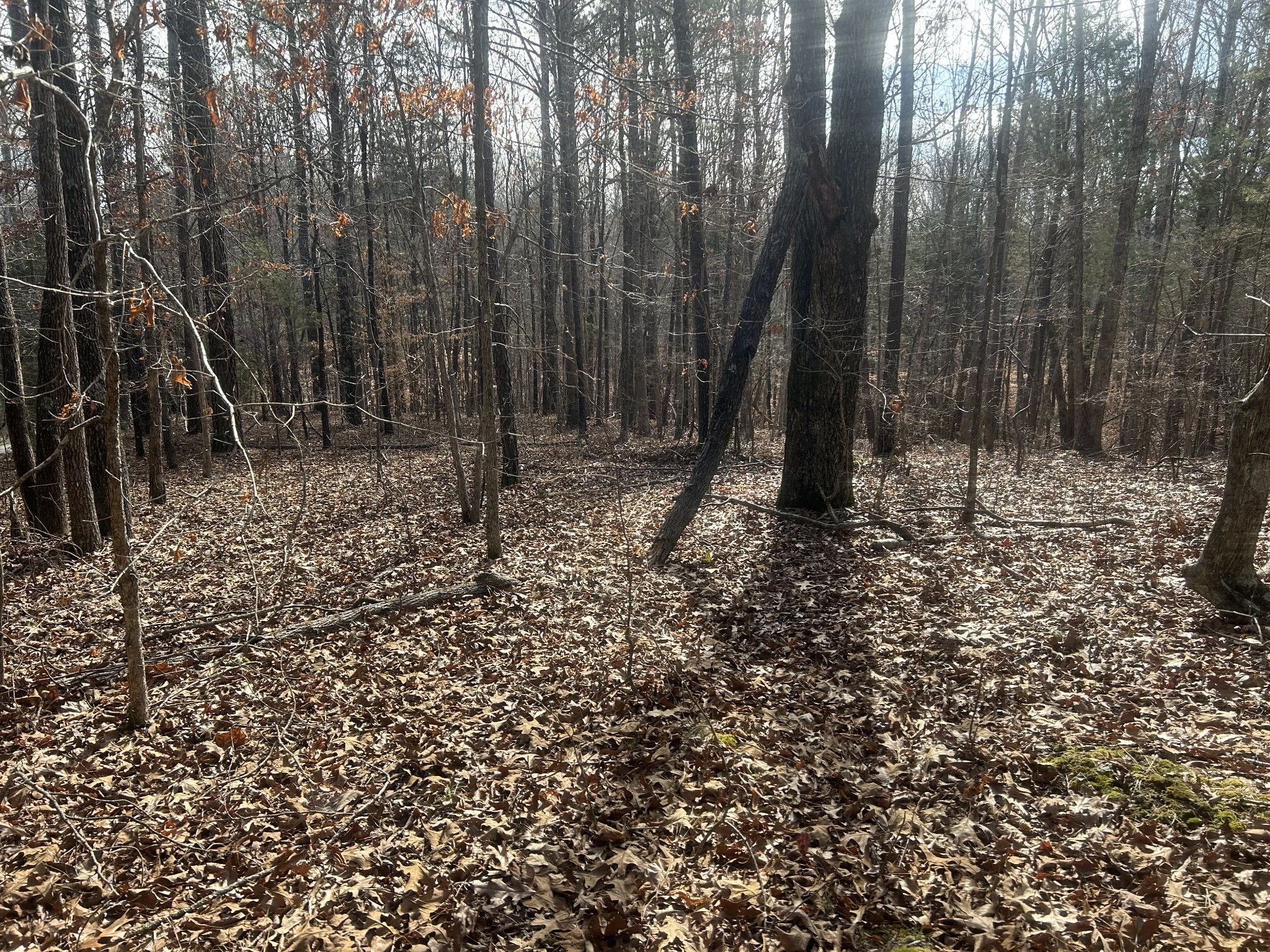 0 Mt Carmel Road Camden, TN 38320 - Photo 5 of 6